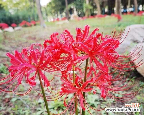 以白彼岸花为象征的坚强与守护心态 白彼岸花