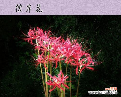 以白彼岸花为象征的坚强与守护心态 白彼岸花