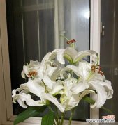 从花朵到自由之心，一个女性的成长轨迹 白百何花