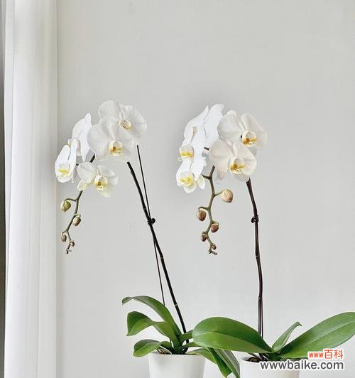 白蝴蝶兰的花语和寓意与我们生活息息相关 白蝴蝶兰