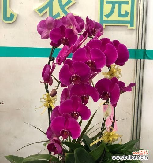 白蝴蝶兰的花语和寓意与我们生活息息相关 白蝴蝶兰