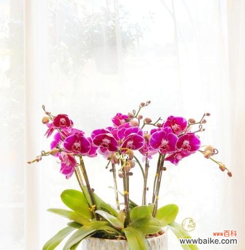 白蝴蝶兰的花语和寓意与我们生活息息相关 白蝴蝶兰