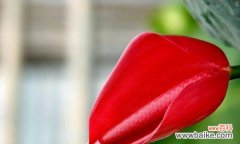 探究白红掌花的寓意与传承，深入了解其在文化中的角色与价值 白红掌花的象征意义及文化价