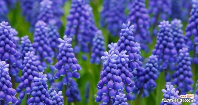 清新自然的花语与美好寓意 白风信子的花语及代表意义