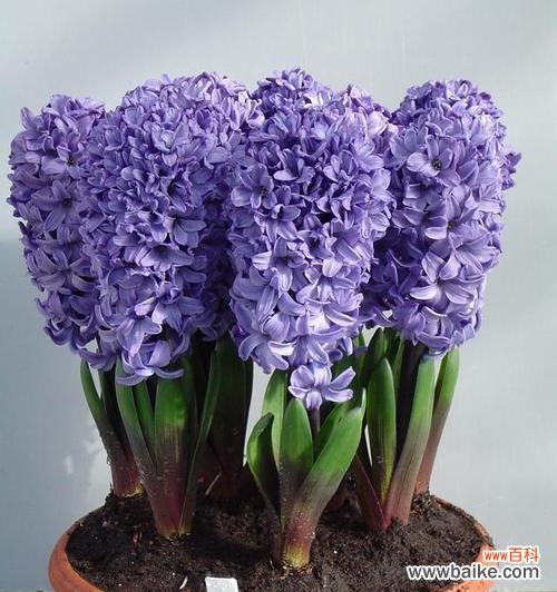 清新自然的花语与美好寓意 白风信子的花语及代表意义