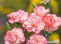 纯洁无瑕的祝福之花——白康乃馨 白康乃馨花语及祝福解析