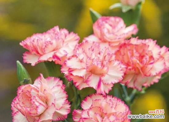 纯洁无瑕的祝福之花——白康乃馨 白康乃馨花语及祝福解析