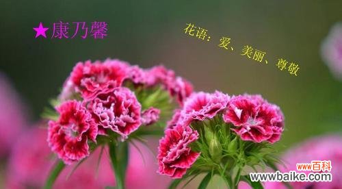 纯洁无瑕的爱情之花 白康乃馨花语的深刻含义