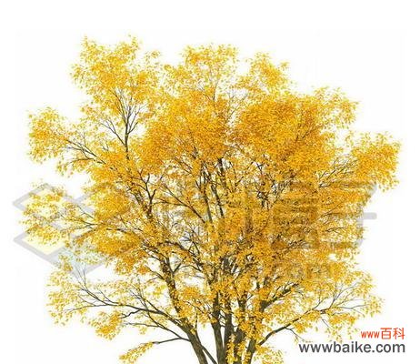 解读白蜡树的寓意与功效 白蜡树风水的神奇力量