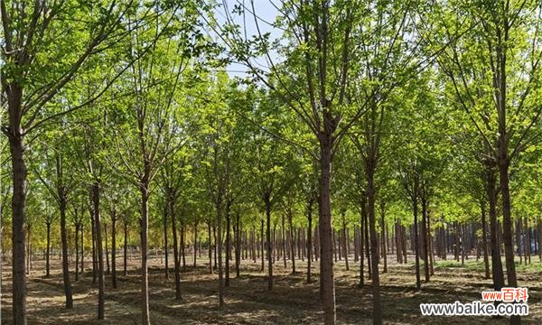 解读白蜡树的寓意与功效 白蜡树风水的神奇力量