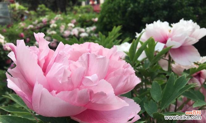 解读白牡丹花在风水学中的重要地位与作用 白牡丹花的风水寓意与作用