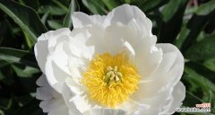 探索白牡丹花的寓意与象征 白牡丹花