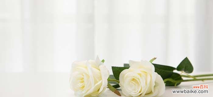 白玫瑰的象征与意义 白玫瑰的爱情语言