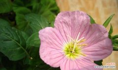 揭开月见草花语的神秘面纱 月见草花语与传说