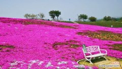 揭秘芝樱的美丽寓意与文化渊源 芝樱花语及其名称由来