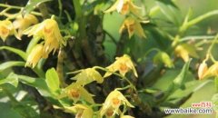 以肿节石斛的美丽与寓意 《以肿节石斛的花语与含义》