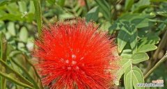 探索朱缨花的寓意和象征 朱缨花的花语与象征意义