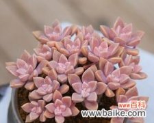 永恒坚韧之美——竹柏的生命传奇 竹柏的花语与传说