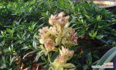 以竹类代表高尚人格的追求 竹与人的修身养性之道