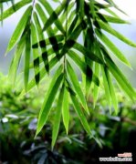 以竹子为象征的精神品质与人生意义 竹子之生