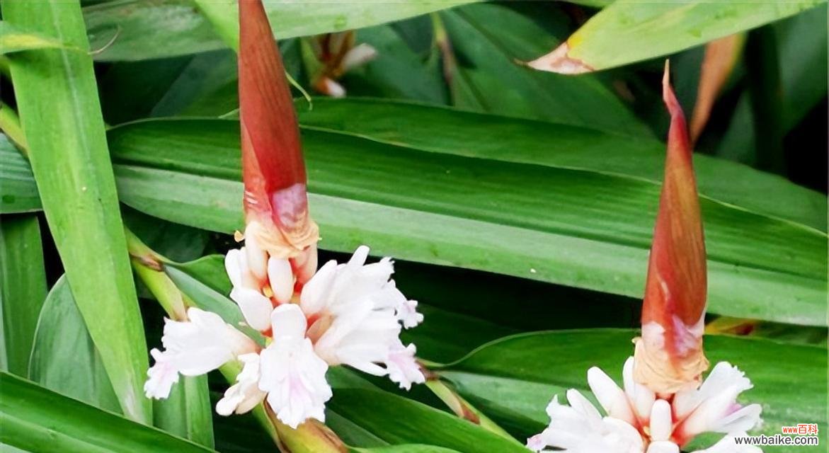 竹子开花的奇迹与象征意义 竹子开花的原因及寓意