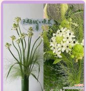 天鹅绒鲜花象征着什么？