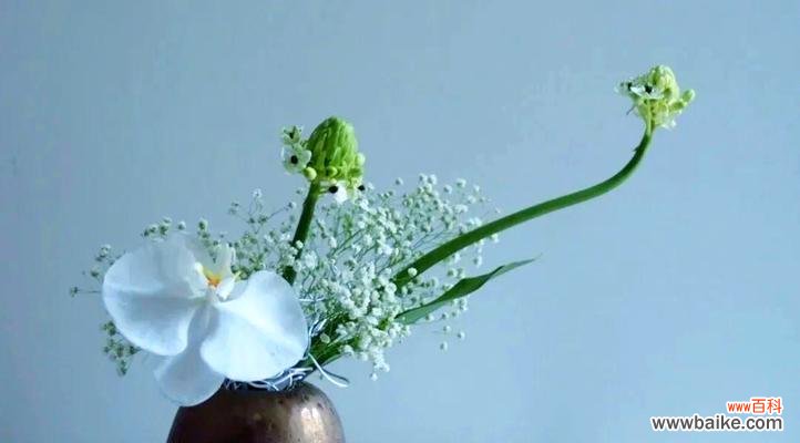 天鹅绒鲜花象征着什么？