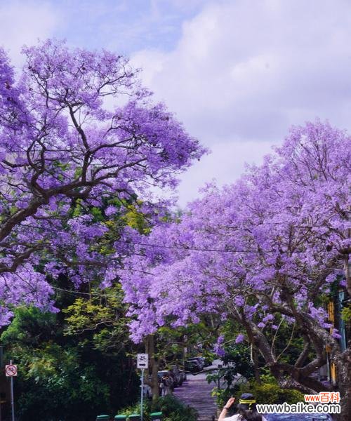 蓝花楹的花语含义是什么？