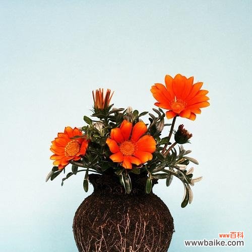 打破束缚的花象征什么？它们各自代表了什么意义？