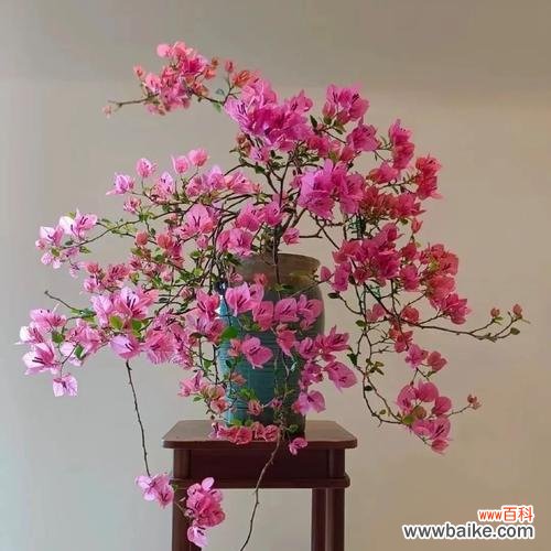 打破束缚的花象征什么？它们各自代表了什么意义？