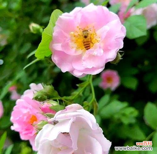 象征谋略的花卉有哪些?它们各自代表什么含义?