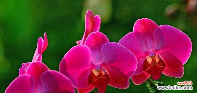 象征谋略的花卉有哪些?它们各自代表什么含义?