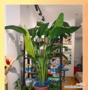 成熟的花寓意和象征是什么？花的成熟期特别含义有哪些？