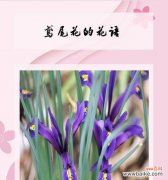 花语中通常包含哪些情感和意义？