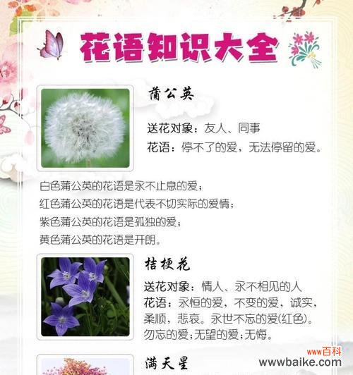 花语中通常包含哪些情感和意义？