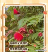 哪种花最可爱？花卉中有哪些可爱的花语？