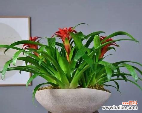 哪种花寓意学业进步?学业进步花有哪些?