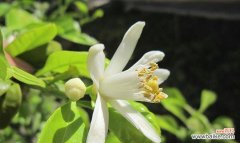 哪种花寓意学业进步？学业进步花有哪些？