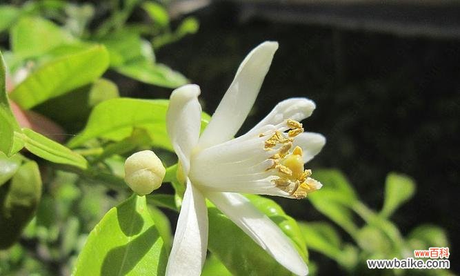 哪种花寓意学业进步?学业进步花有哪些?