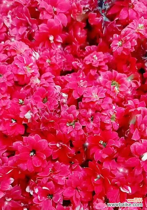 长寿的盘花及其寓意是什么?