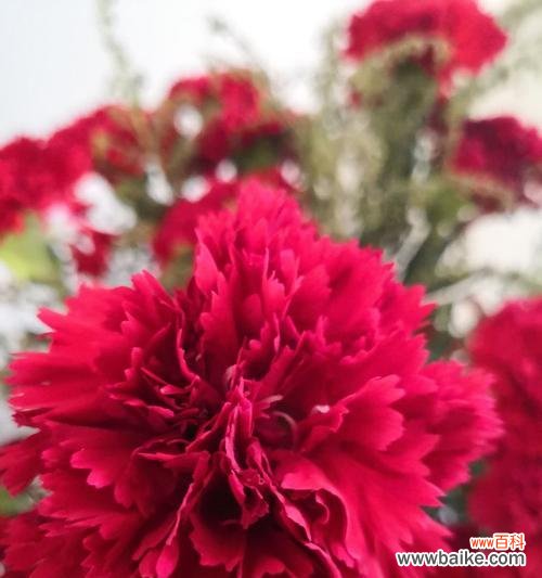 长寿的盘花及其寓意是什么?