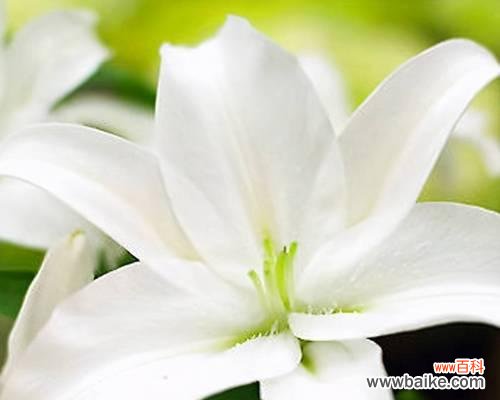 白色百合花语传递的深刻含义与感人故事 白色百合花语与寓意