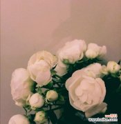 纯洁、无暇与神秘的白色花卉 白蔷薇的花语与象征意义
