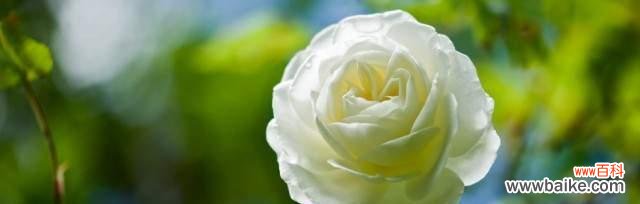 纯洁、无暇与神秘的白色花卉 白蔷薇的花语与象征意义