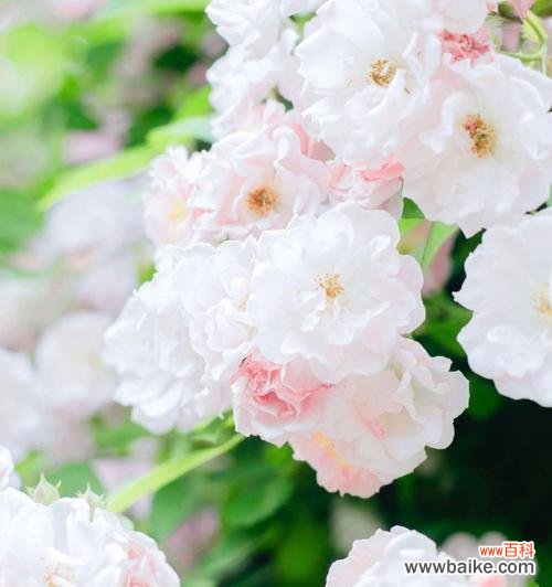 纯洁、无暇与神秘的白色花卉 白蔷薇的花语与象征意义