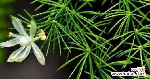 唤醒希望的花园 白鸟开花