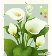 寓意深远的花语传递着白色马蹄莲的美丽 白色马蹄莲