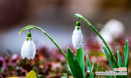 探寻花朵的静谧之美,白色花的意义与象征 白色花的象征意义与文化内涵