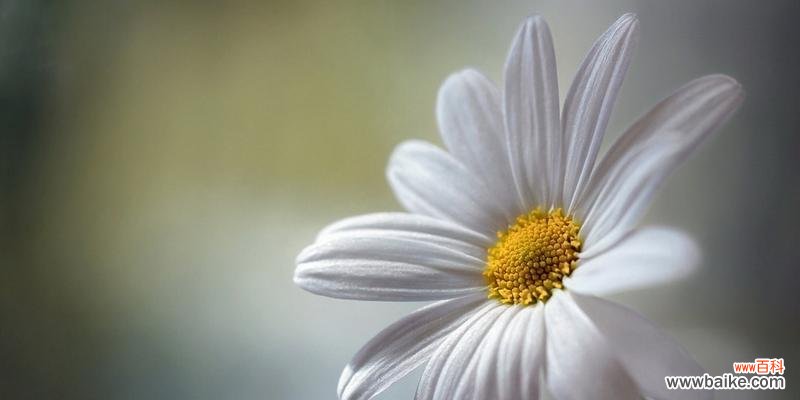 探寻花朵的静谧之美,白色花的意义与象征 白色花的象征意义与文化内涵