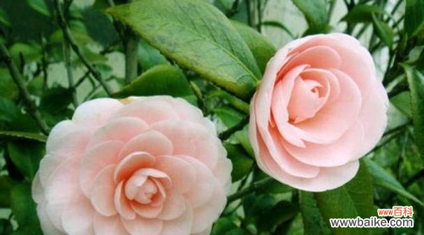 探秘白色山茶花的隐含寓意 白色山茶花的花语与含义